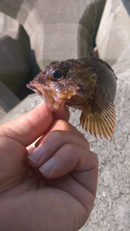 ロックフィッシュ狙い